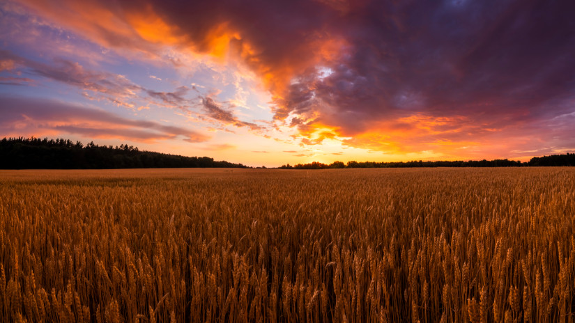 Döntött a Bizottság az ukrán gabonaimportról: erre kell készülni Magyarországon