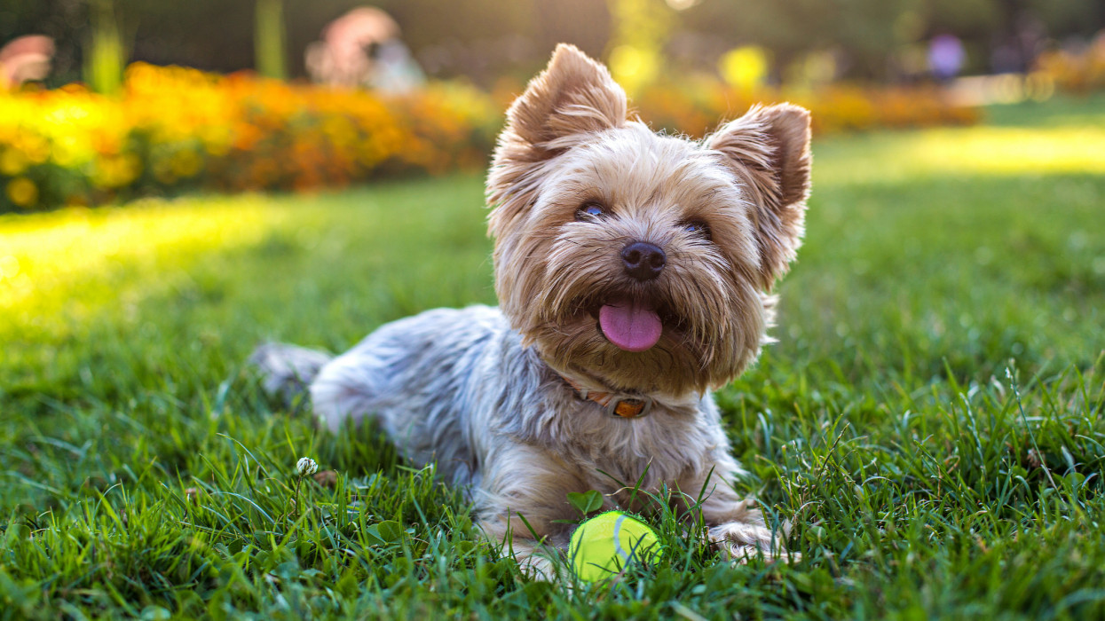 Így lesz csodaszép a gyep a kertben: tuti tippek kutyatulajdonosoknak