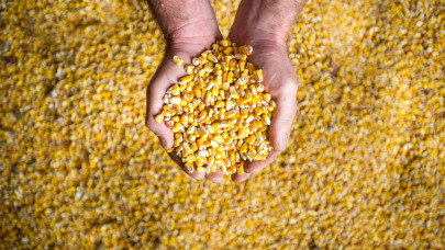 Eltűnt a jó minőségű magyar kukorica a piacról: egyre több a fertőzött termény