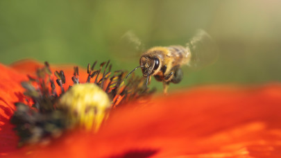 Aggasztó kutatás látott napvilágot: súlyos veszély fenyegeti a méheket a földeken