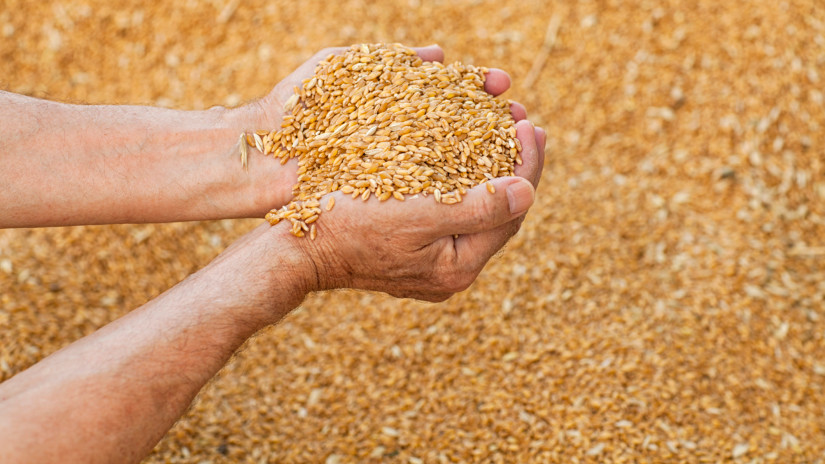 Óriási ellenőrzés indul: bármikor lecsaphat a Nébih a gabonatárolókra