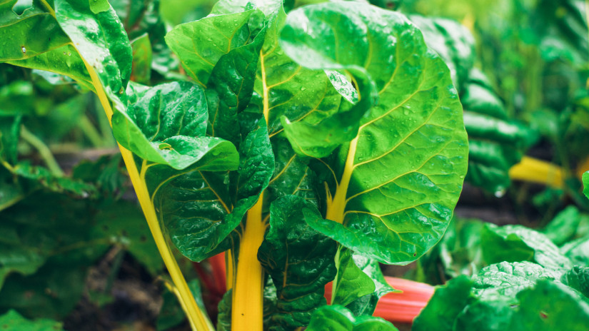 Elpusztíthatatlan zöldségek a kertbe: ezek még a legdurvább forróságot is túlélik