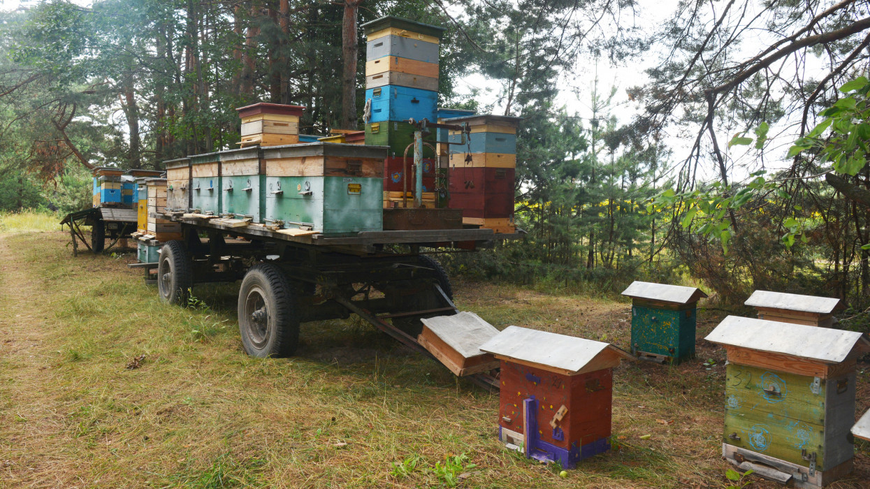 Fertőző betegség jelent meg ebben a magyar térségben: méhzárlatot rendeltek el
