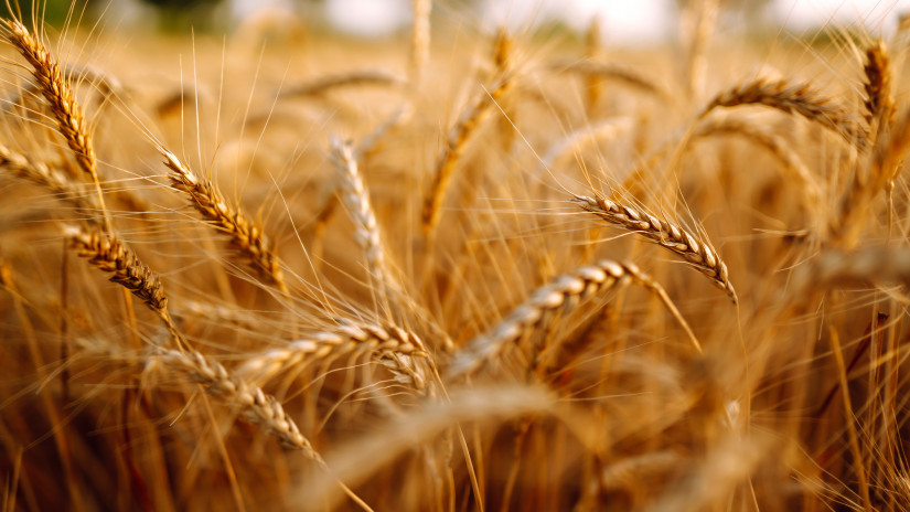 Itt a bejelentés: Magyarország meghosszabbítja az ukrán gabonaimport tilalmát