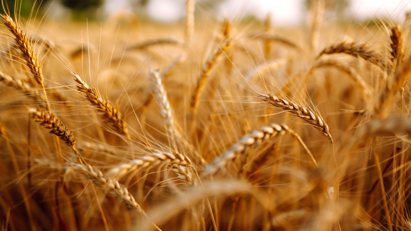 Durva, ami az ukrán gabonával történik: meglepő hírek érkeztek