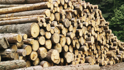 Komoly támogatást kapnak a hazai erdőgazdaságok: erre költhetik a pénzt