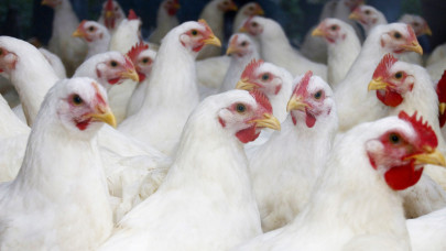 Vágóállatok: mindent visz a csirke, tovább zsugorodott a sertéságazat
