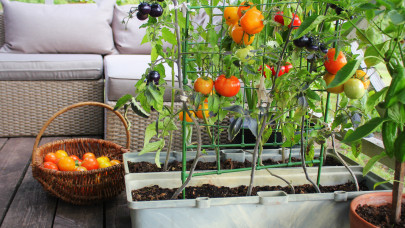 7 zöldség, amit gond nélkül termeszthetsz otthon is: és még kert sem kell hozzá
