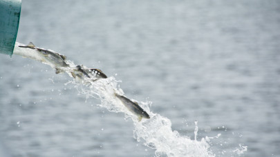 Egyre több ilyen hal van a Balatonban: ezt jobb, ha mindenki tudja