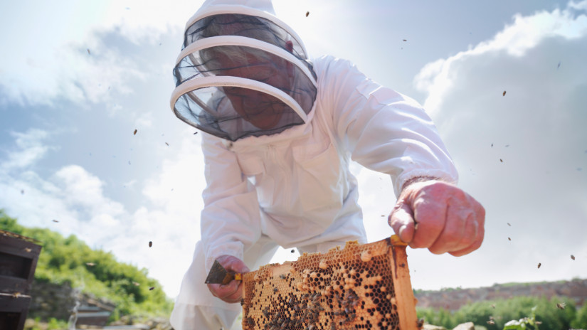 Itt van a nagy terv: ez várhat a magyar méhészekre 2023-ban