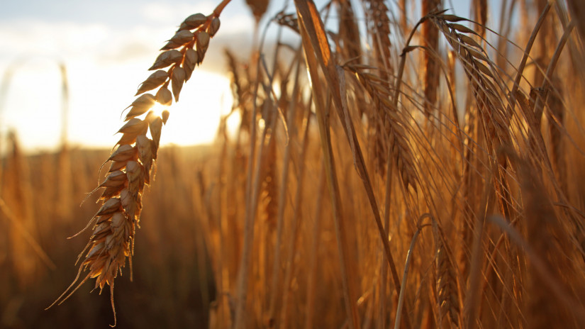 Most érkezett a hír: mégsem lesz annyi gabona az EU-ban, mint hitték