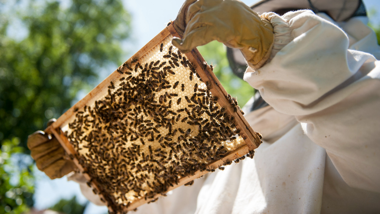 Mélyül a krízis a méhészetben: sokan végleg feladják