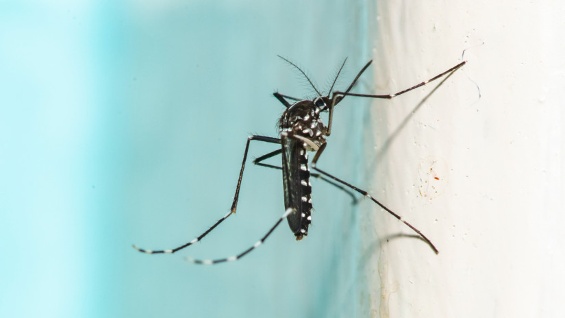 Szúnyogvadászokat keresnek a magyar tudósok