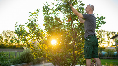 Sokan hibáznak a gyümölcsfák nyári metszésekor: ezeket rengetegen elrontják