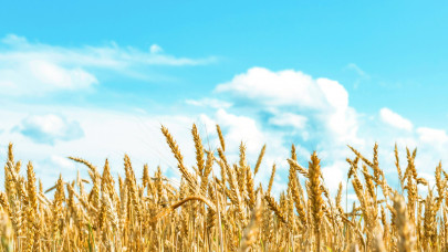 Nincs megállás a gabonapiacon: ennyibe kerül most a búza és a kukorica itthon