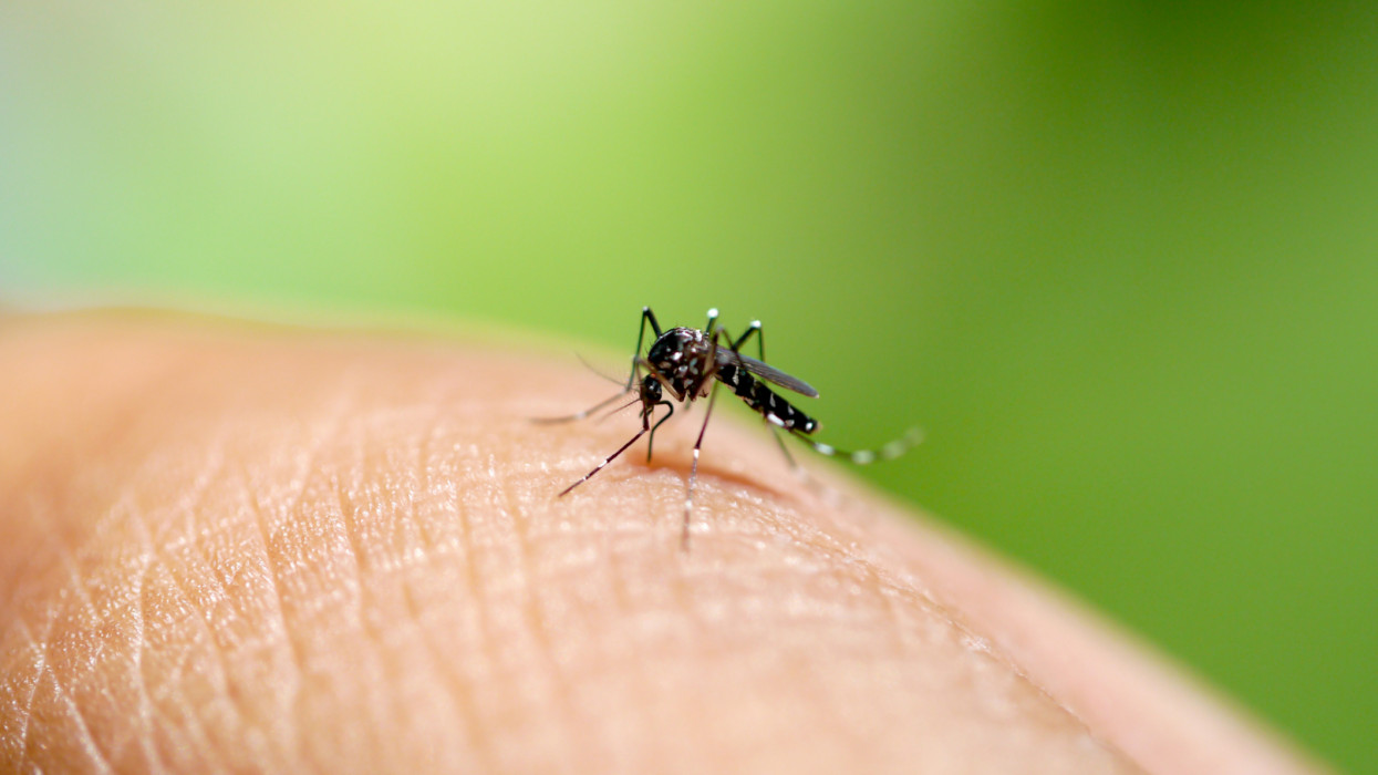 Több ezer genetikailag módosított szúnyogot engednek szabadon a horvátok