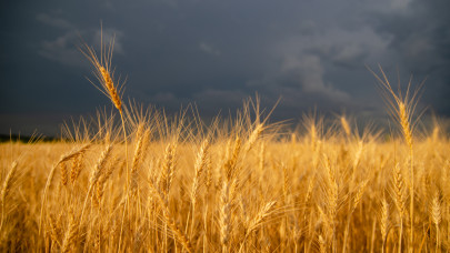 Felszólítást kapott Oroszország, hogy térjen vissza a gabonaegyezményhez