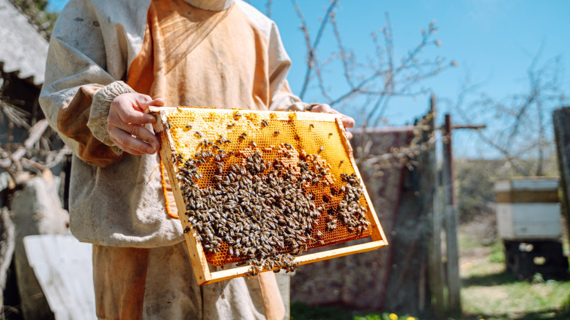 Óriási veszély fenyegeti a méheket: lépni kell, különben nagy baj lesz