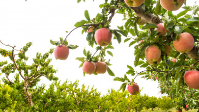 Elképesztő, ami az almával történik Európában: erre nem sokan számítottak