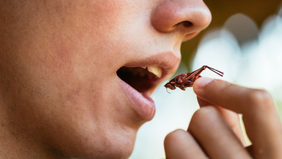 Letarolhatja Európát a rovarfehérje-őrület: tényleg ezeket kell majd ennünk?
