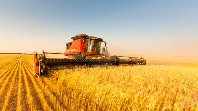 Megjöttek a friss számok: meglepő eredménnyel zárulhat az aratás Békésben