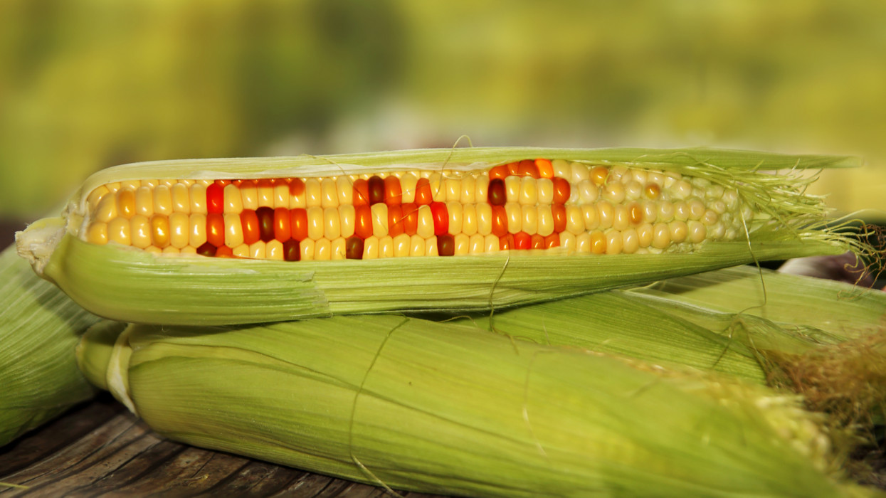 Megszólaltak a ökogazdálkodók: nem kellene lazítani a GMO-k szabályozásán