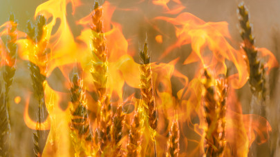 Gyorshír: leégett húsz hektárnyi gabona Mezőhéknél