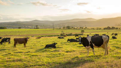 Most lehull a lepel: itt az igazság a tehenek metánkibocsátásáról