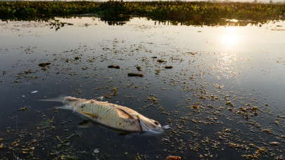 Döglött halak lepték el a Duna-Tisza-csatornát: rengeteg tetemet találtak