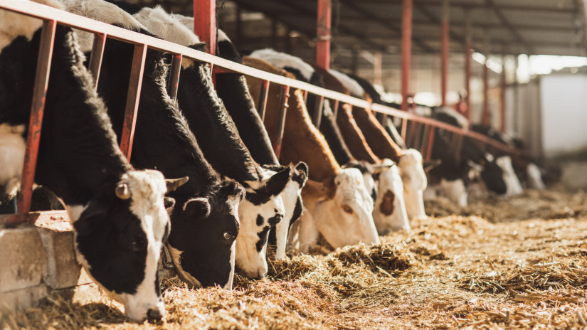 Jó döntés volt: nőtt az uniós tejágazat a kvóta kivezetése óta