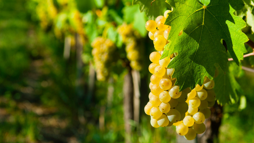 A szőlő növényvédelme – csak természetesen! –  A UPL NPP programjának javaslata