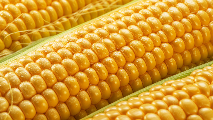 Heti fókusz: Felértékelődött a piacon a toxin-mentes kukorica. Létkérdés a védekezés!