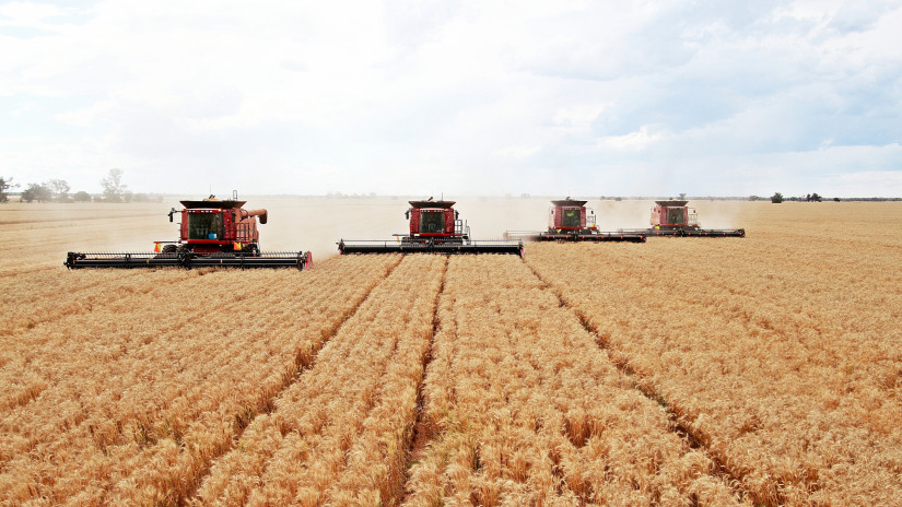 Megjött a friss jelentés: meglepő eredménnyel zárulhat az aratás idén