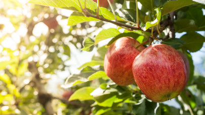 Váratlan hírek érkeztek a magyar almáról: ezt sokan nem gondolták volna