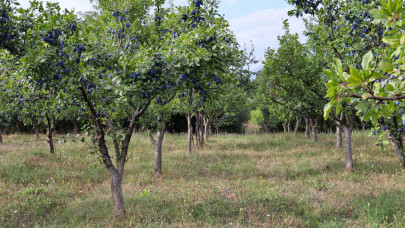 Tragikus a helyzet Bulgáriában: sok gyümölcstermelő végleg feladta a harcot