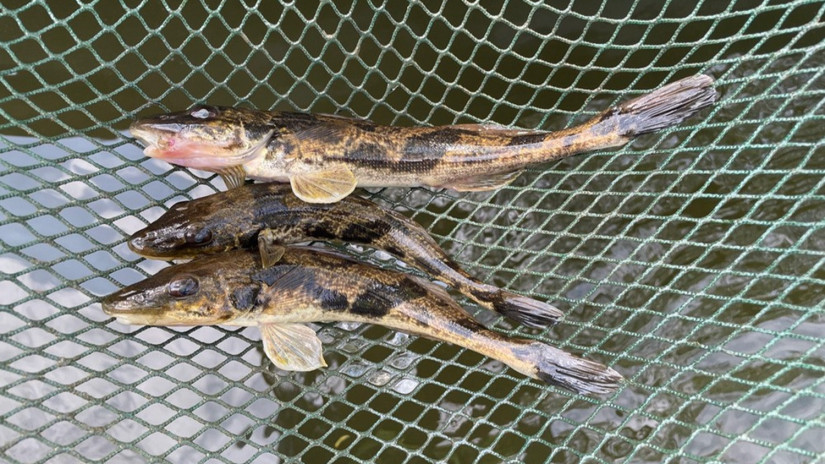 Hatalmas fogás: nem mindennapi halakat találtak a magyar kutatók