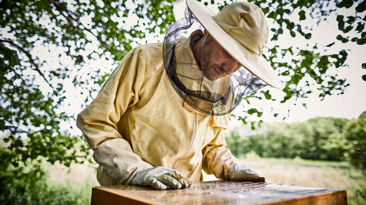 Sorra adják fel a méhészek - nincs már jövője az ágazatnak?