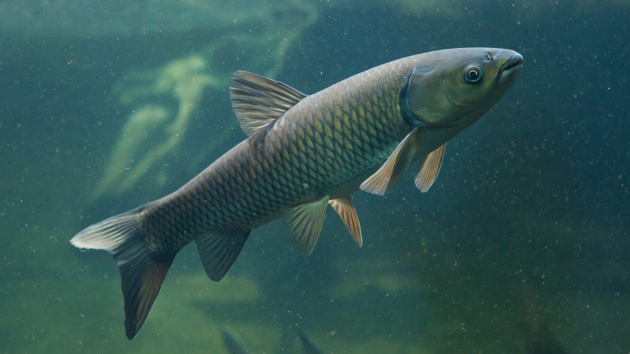 Egyre több ilyen hal lehet a magyar tavakban: új fajok lephetnek el mindent?