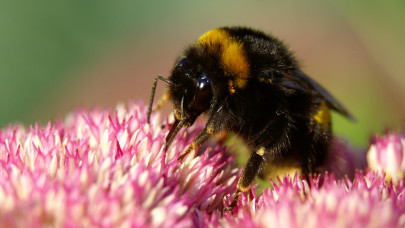 Óriási méhek jelenhetnek meg a magyar kertekben: ezt tedd, ha meglátod őket