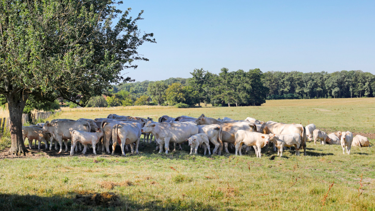Így élhetik túl a brutális hőséget a szarvasmarhák: ezek a bevált módszerek