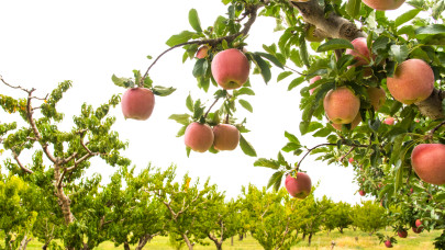 Aggasztó hírek érkeztek a magyar almáról: mi lesz így sokak kedvencével?