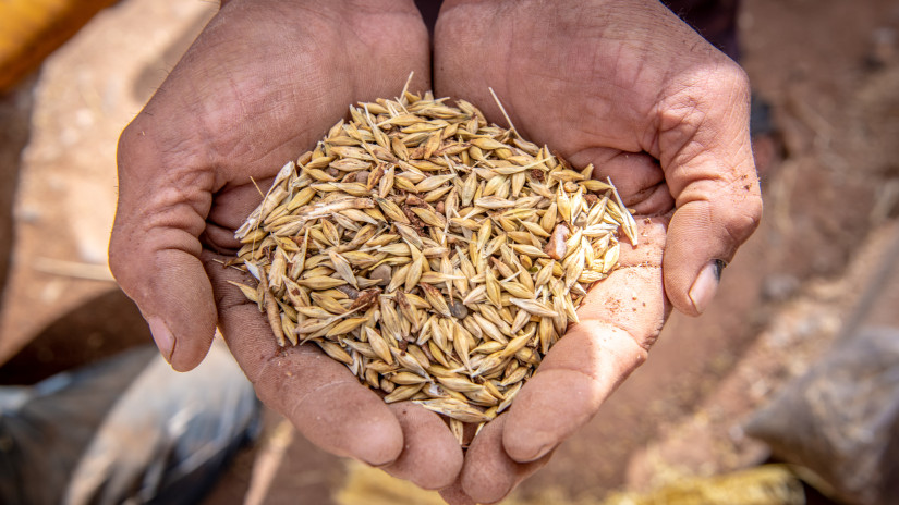 Rettegnek a gazdák: újabb országban jelenhet meg az ukrán gabona