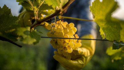 Őrület, ami a magyar szőlővel történik: lerántották a leplet a felvásárlási árakról
