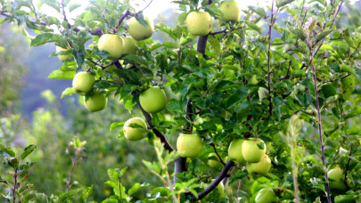 Komoly változások vannak a világ legnagyobb almatermesztő országában