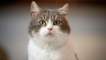 Itt az igazság az itthon kapható macskaalmokról: ezt jó, ha minden gazdi tudja
