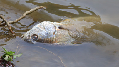 Kiderült: ezért pusztultak valójában a halak ebben a magyar patakban