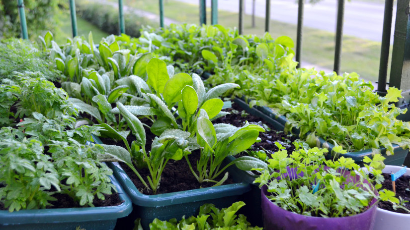 Gond nélkül termeszthetsz otthon zöldségeket télen is: ennyire egyszerű