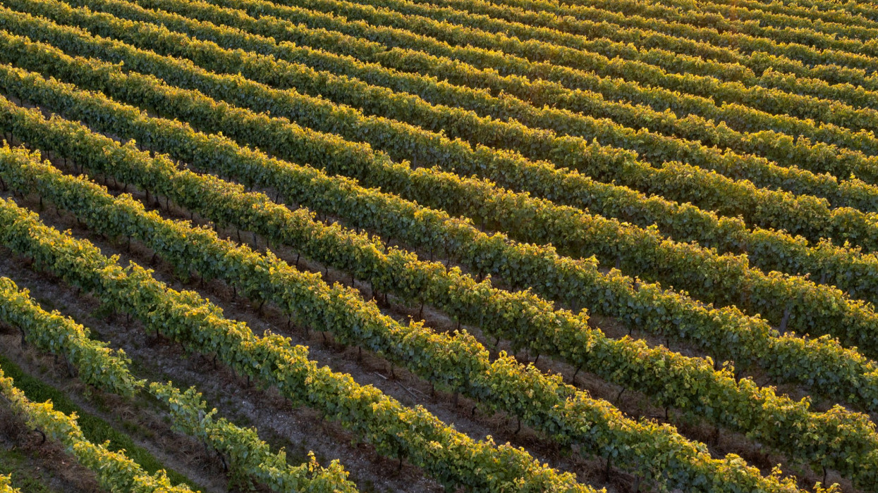 Rengeteg szőlőt kivágnak Franciaországban: őrület, mit ültetnének helyettük