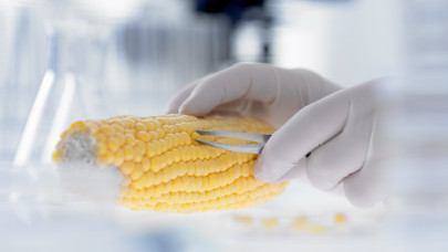 Most dől el, mi GMO és mi nem az