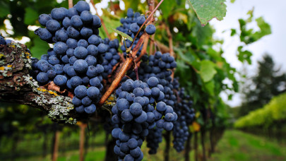 Zajlik a borszőlő szürete Villányban: kiderült, milyen a minősége
